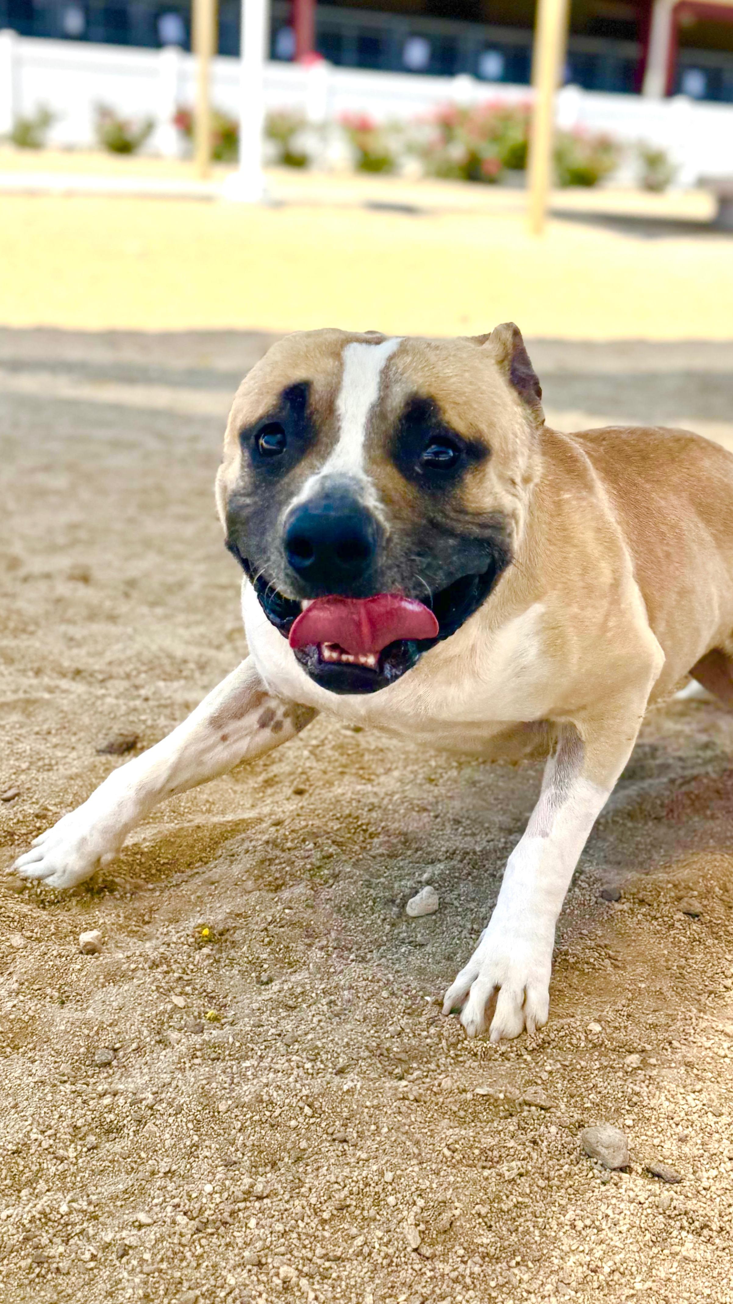 Enlarge SID, a Adoptable mixed breed in Joshua Tree, CA image 4/5
