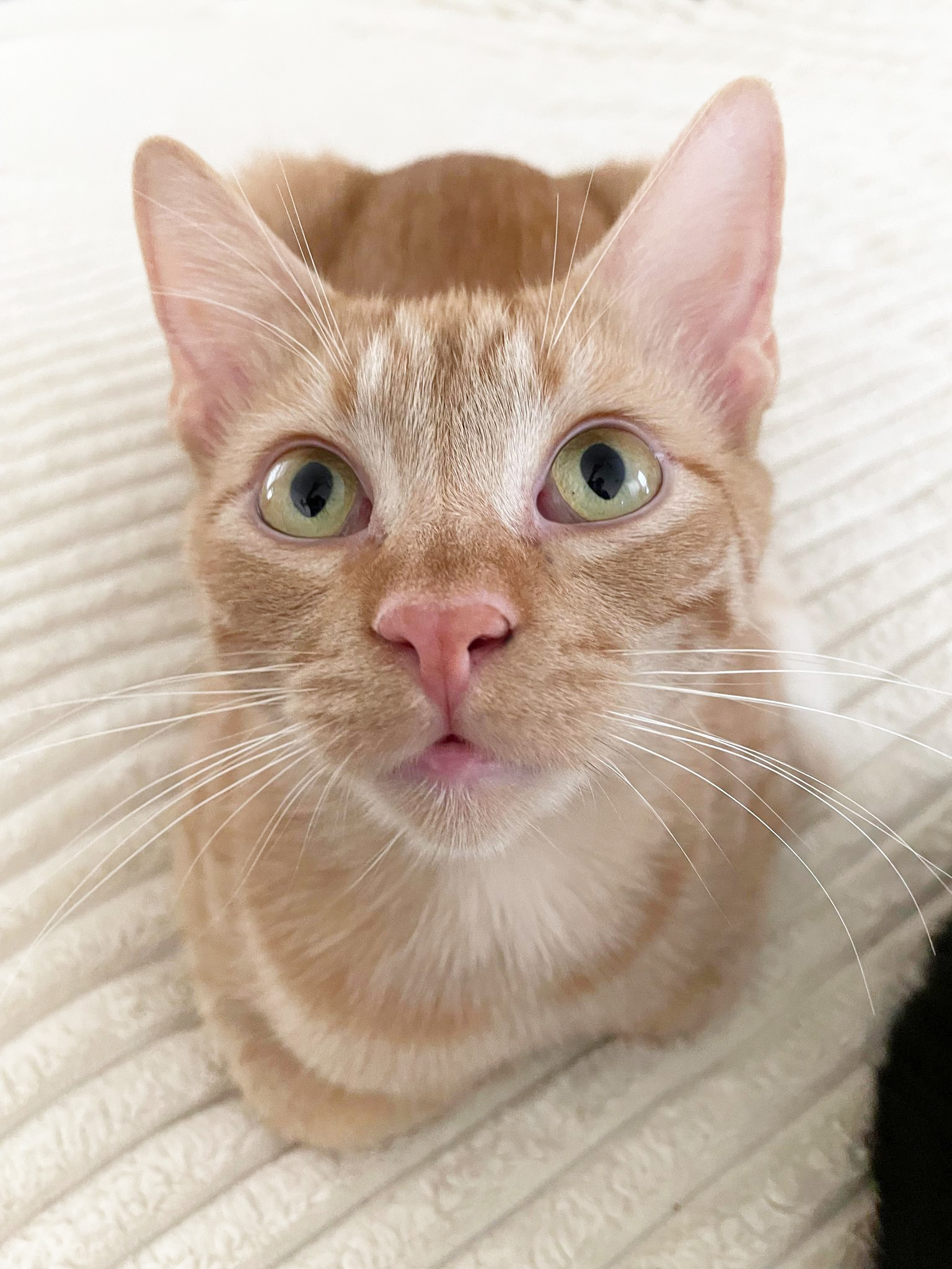 Enlarge Quill, a Adoptable Domestic Short Hair in Orlando, FL image 2/6