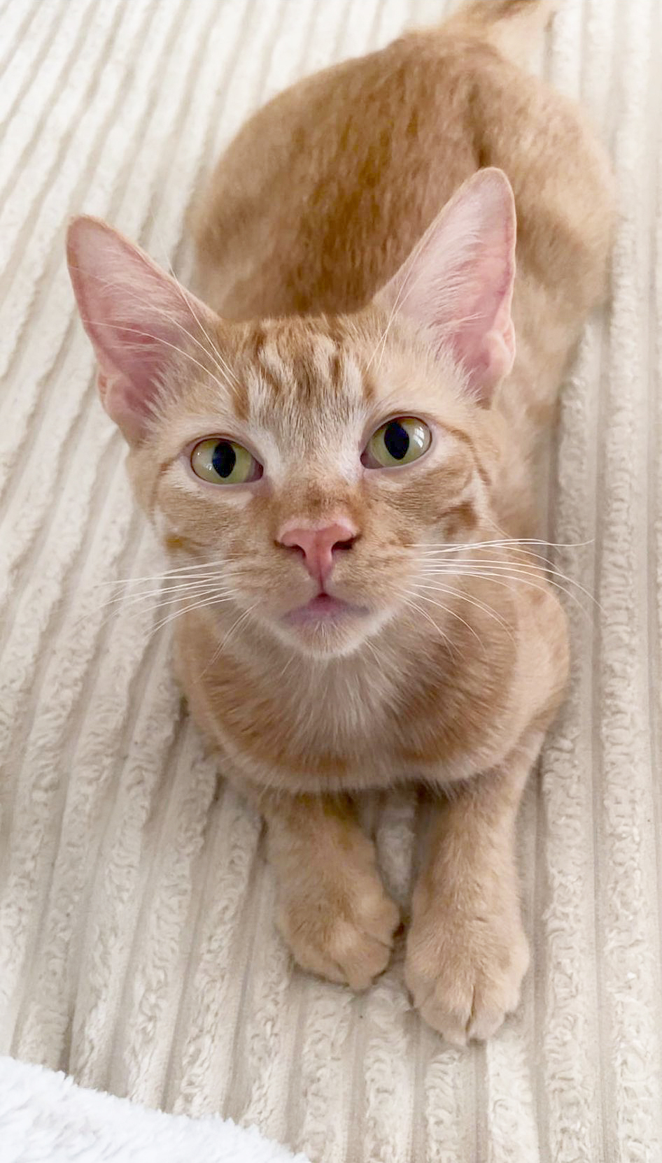 Enlarge Quill, a Adoptable Domestic Short Hair in Orlando, FL image 1/6