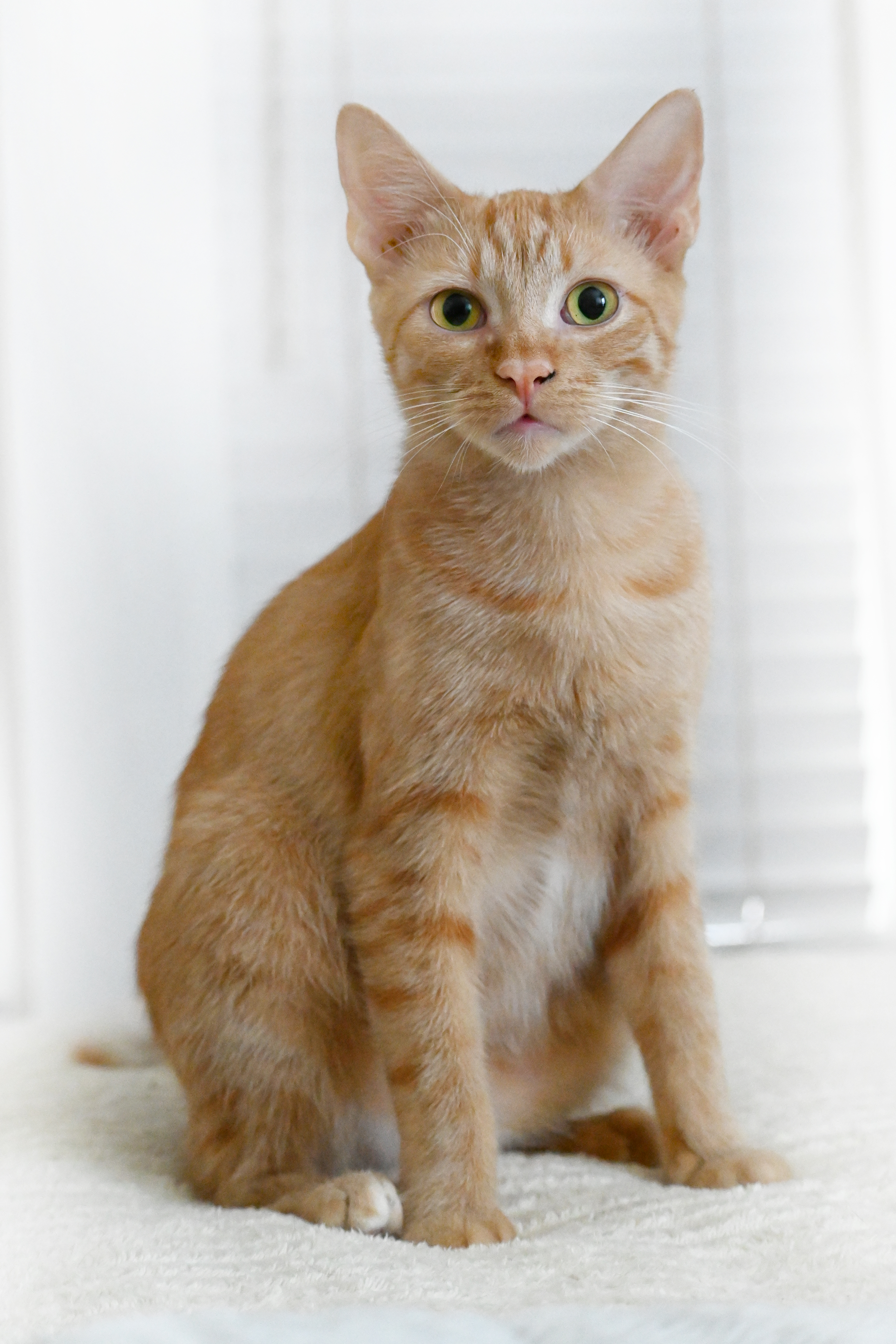Enlarge Quill, a Adoptable Domestic Short Hair in Orlando, FL image 3/6