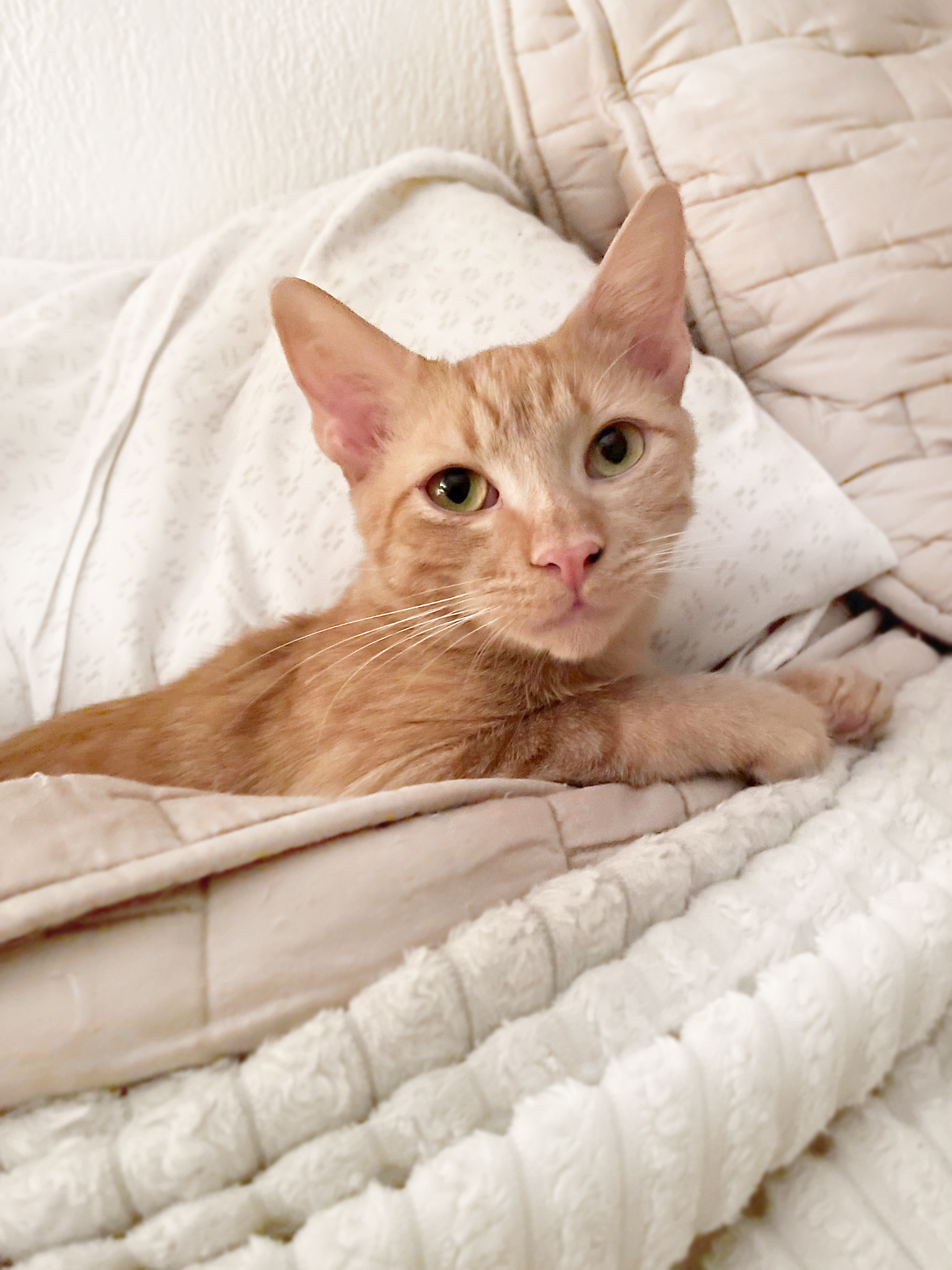 Enlarge Quill, a Adoptable Domestic Short Hair in Orlando, FL image 5/6