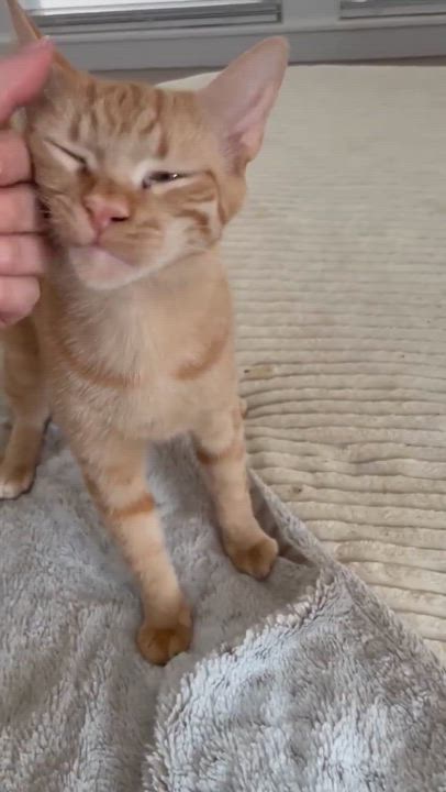 Enlarge Quill, a Adoptable Domestic Short Hair in Orlando, FL video 6/6