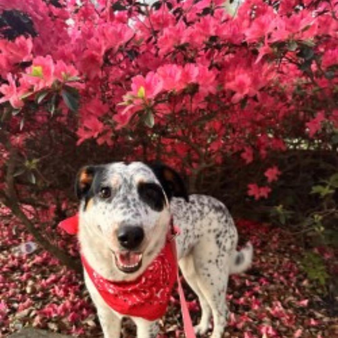 Enlarge PEGGY, a Adoptable mixed breed in Houston, TX image 1/1