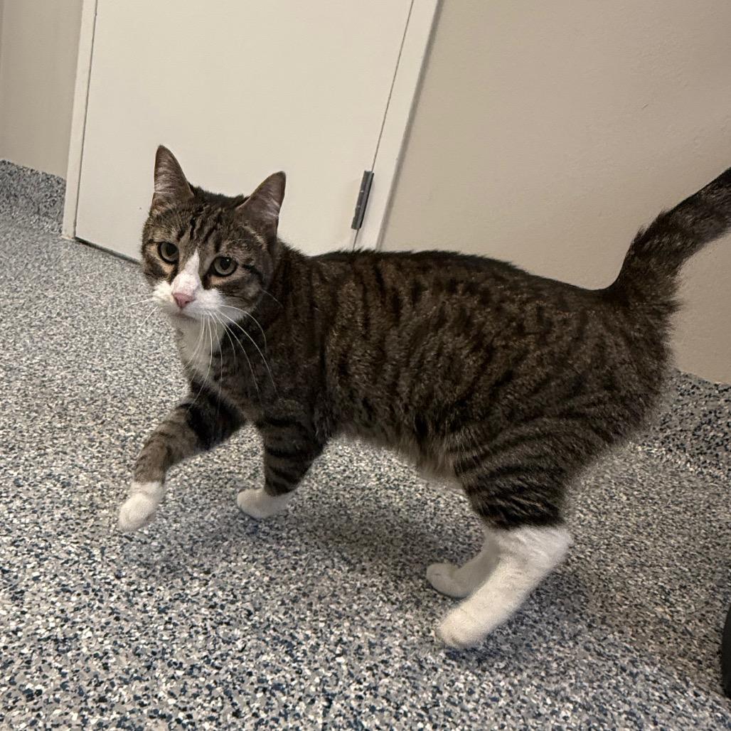 Tigger, Adoptable, Adult Male Domestic Short Hair.