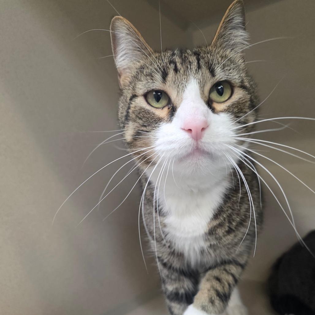 Tigger, a Adoptable Domestic Short Hair in Great Falls, MT image 2/2