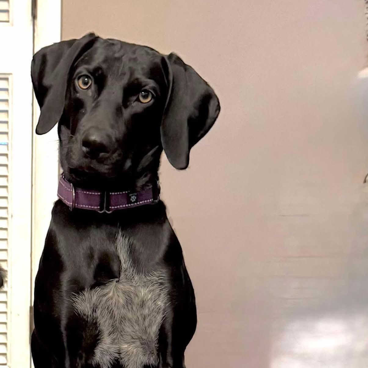 Enlarge Vageen Gun Kelly, a Adoptable mixed breed in Jarrettsville, MD image 1/1