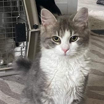 Enlarge Smokey, an adopted mixed breed in Sanford, NC image 1/2