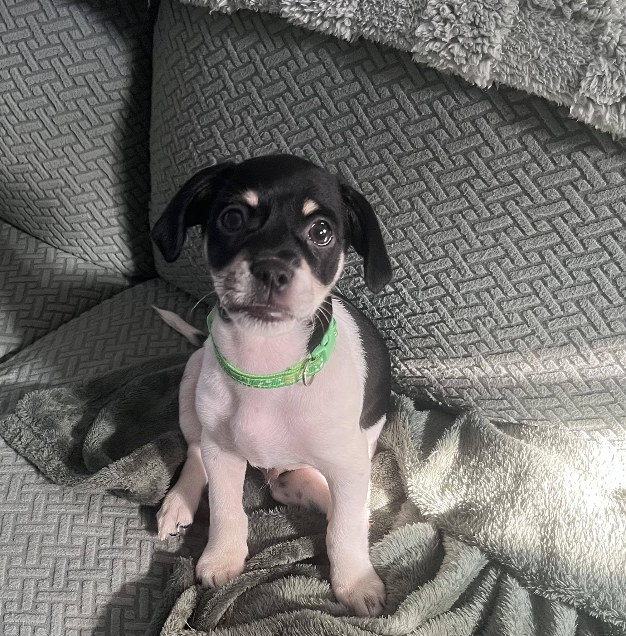 Oreo, an adoptable mixed breed in Denver, NC image 2/2