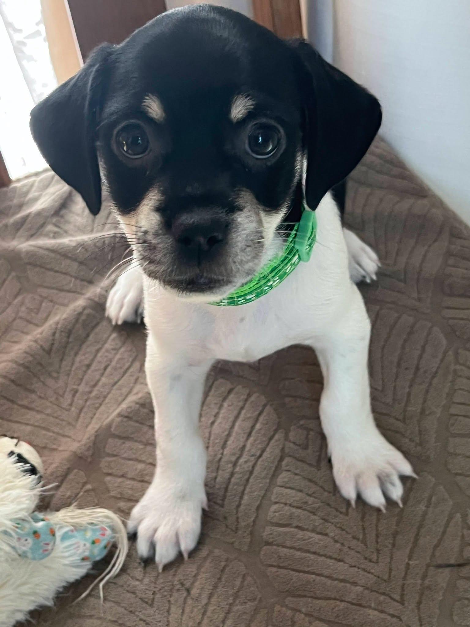 Oreo, adoptable, Puppy Male Mixed Breed.