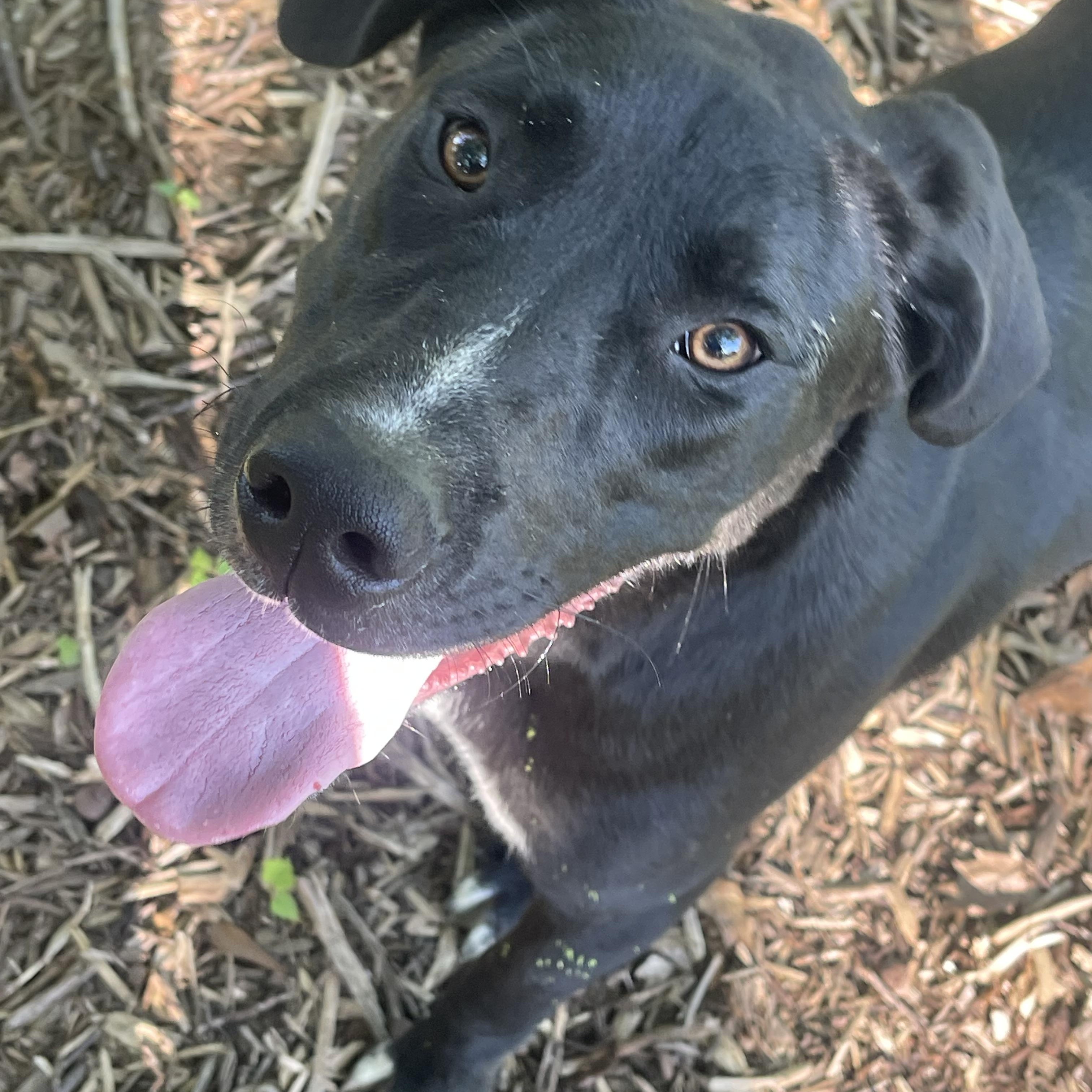 Milo, Young Male Black Labrador Retriever