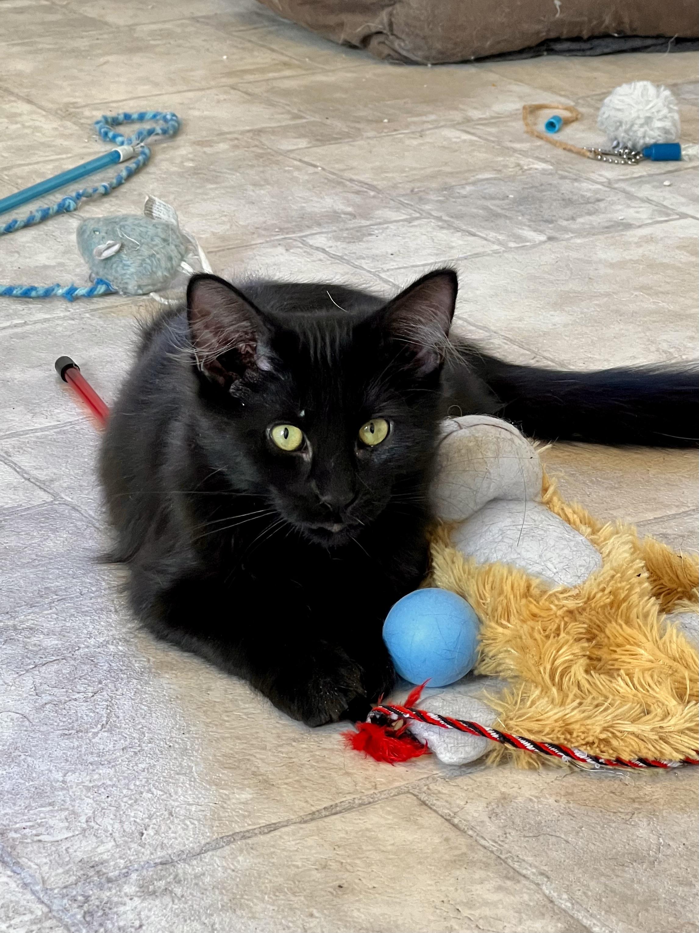 Coco, Adoptable, Kitten Female Turkish Angora.