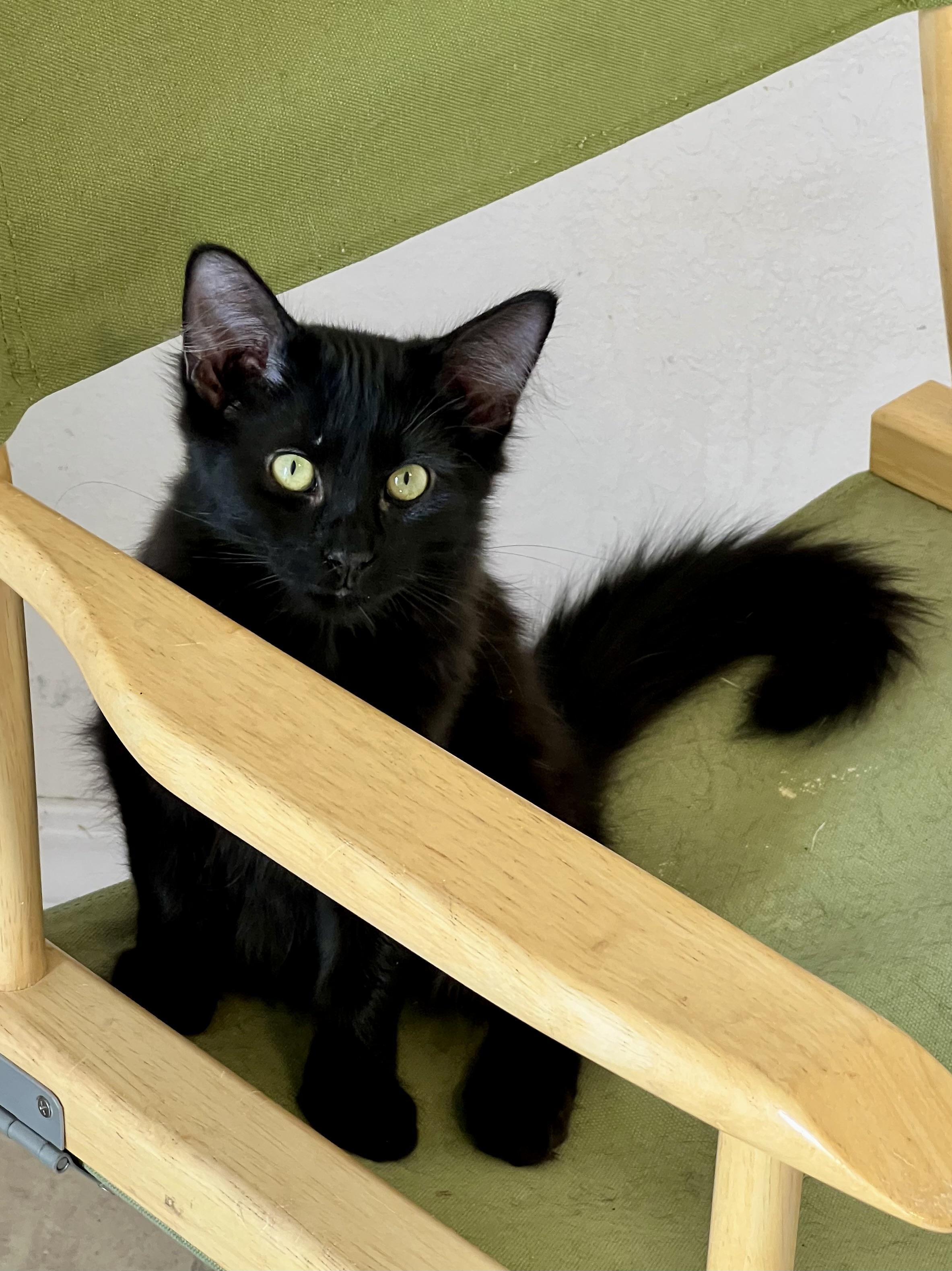 Enlarge Coco, a Adoptable mixed breed in Delta, CO image 6/6