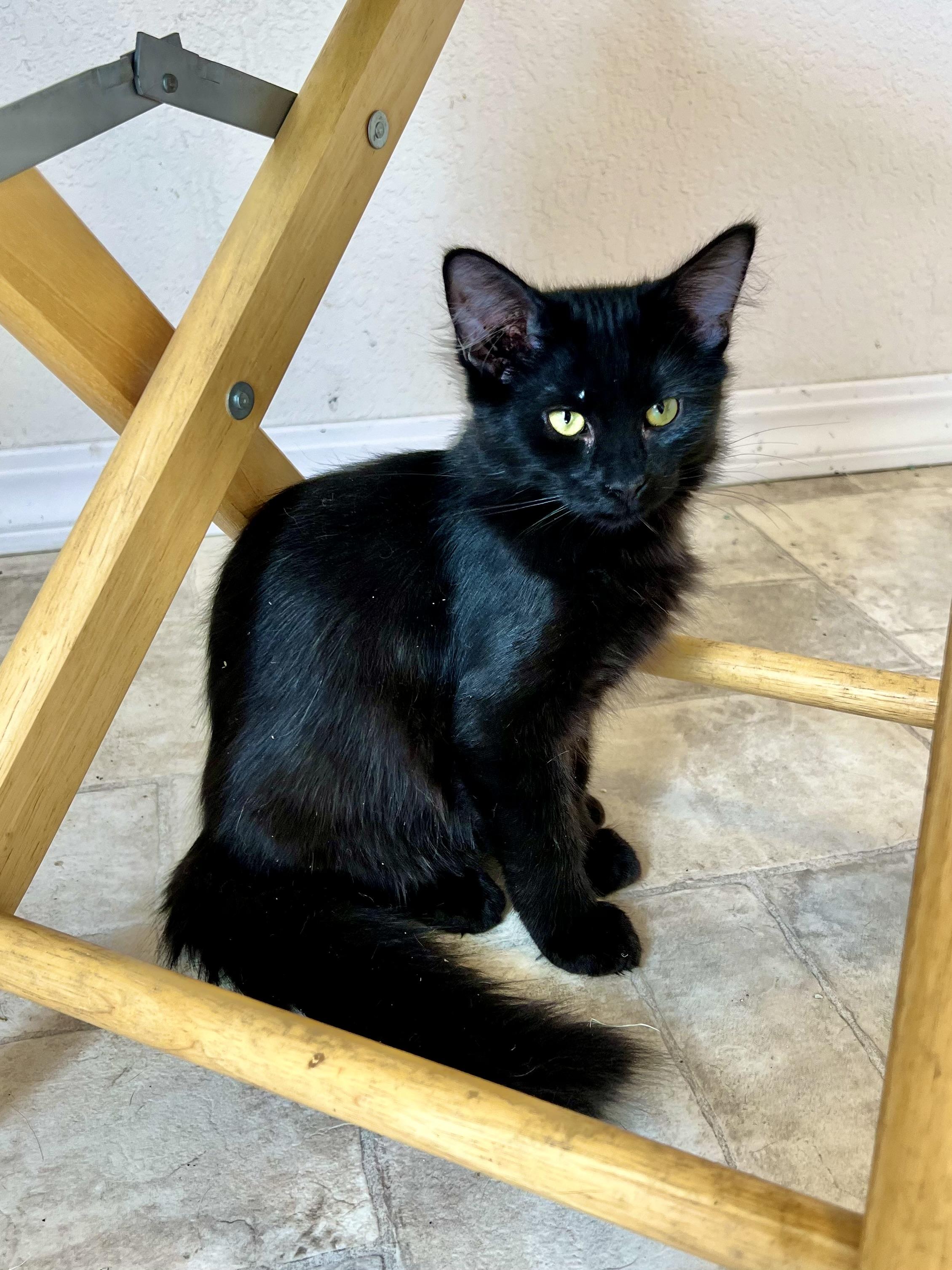 Enlarge Coco, a Adoptable mixed breed in Delta, CO image 5/6