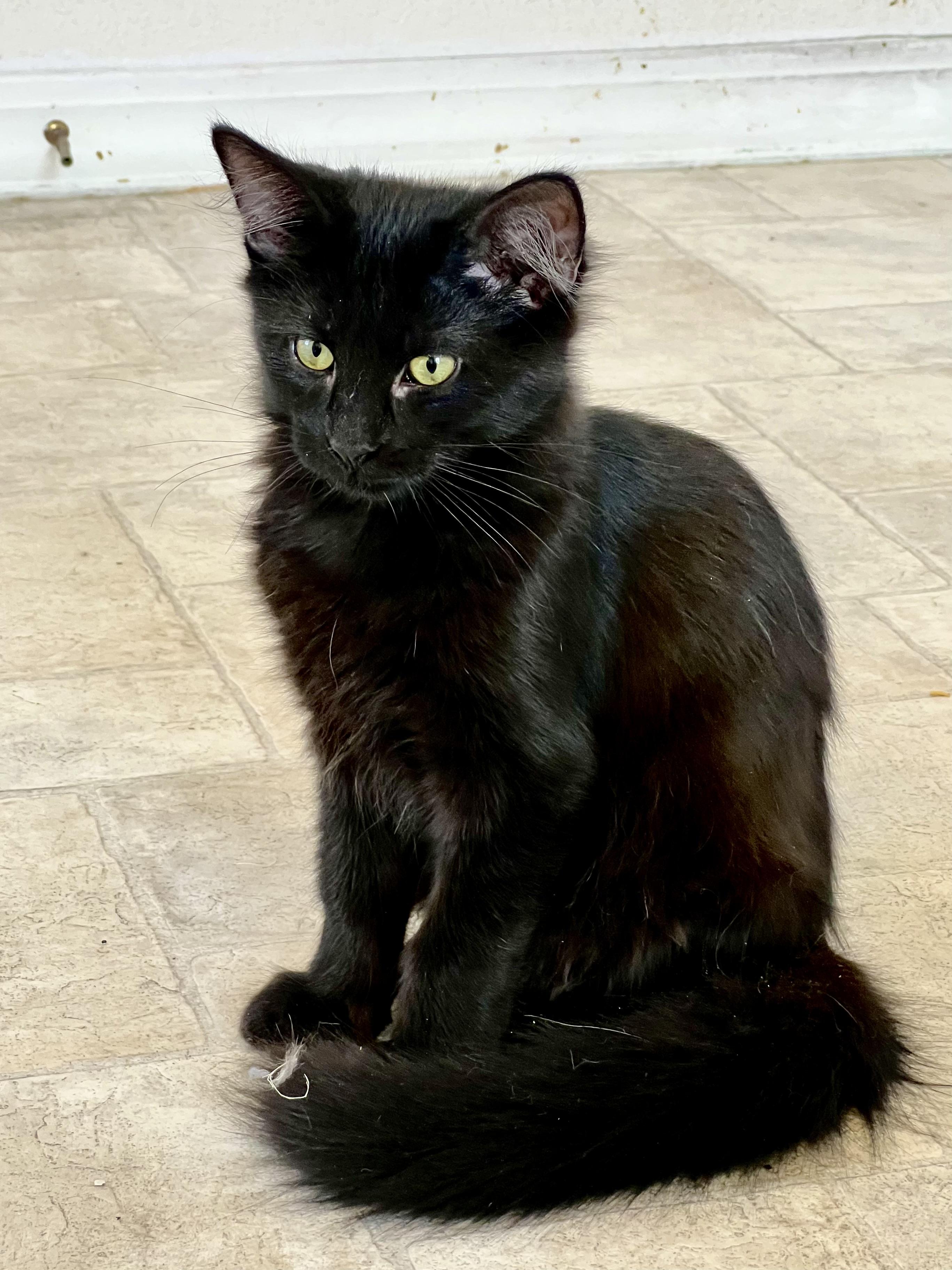 Enlarge Coco, a Adoptable mixed breed in Delta, CO image 2/6