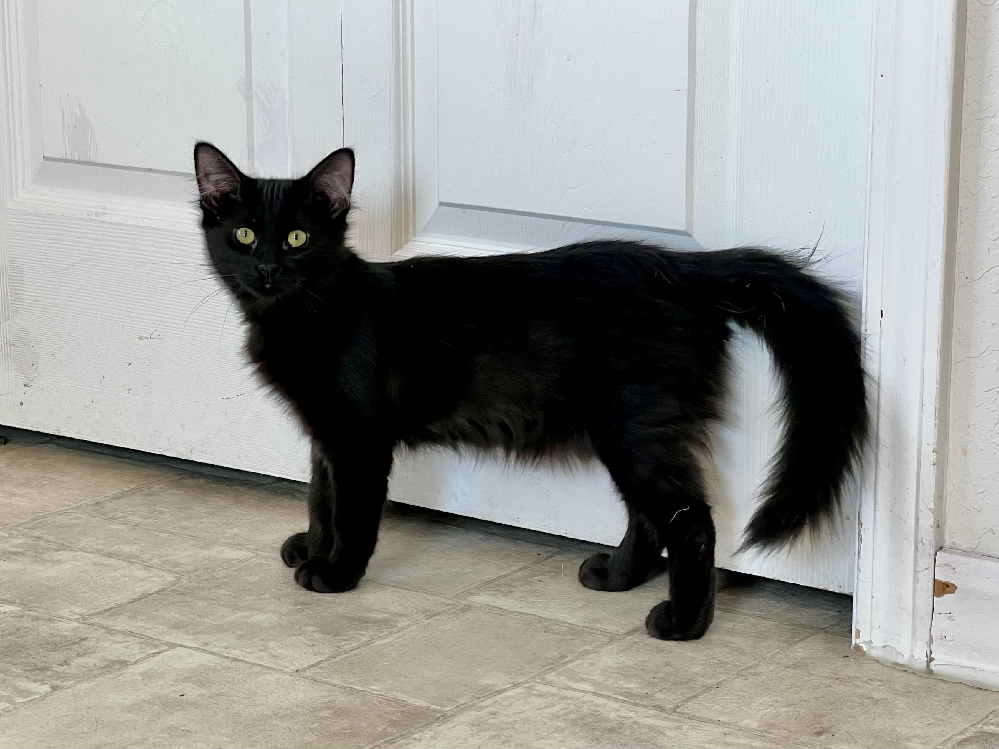 Enlarge Coco, a Adoptable mixed breed in Delta, CO image 3/6