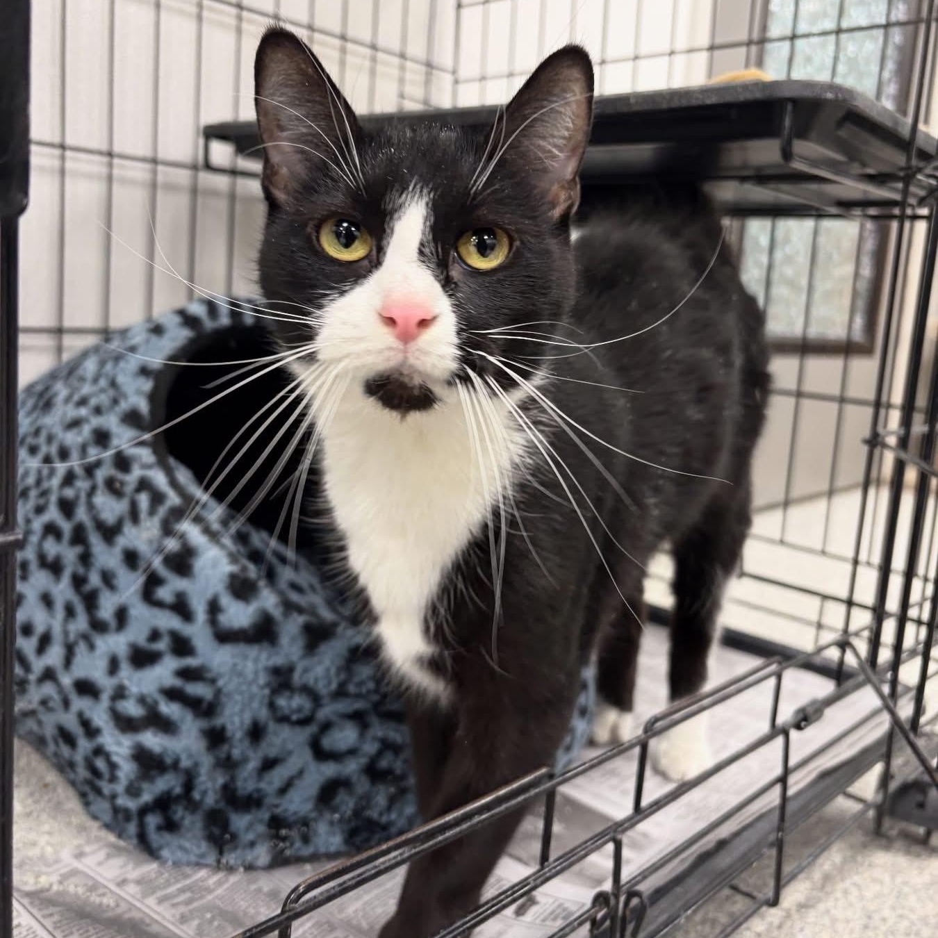 Enlarge Flowers, an adopted Domestic Short Hair in Youngstown, OH image 1/1