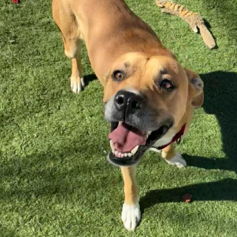 Scrappy, Adoptable, Young Male Black Mouth Cur & Mountain Cur.