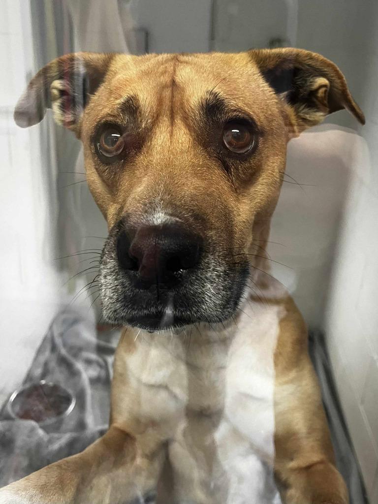 Scrappy, a Adoptable mixed breed in Sunrise Beach, MO image 2/2
