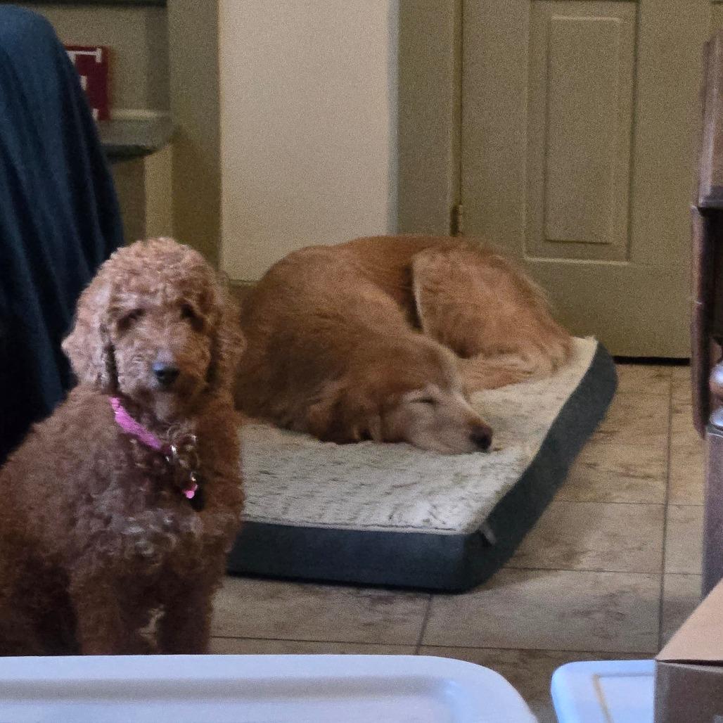 Jingles, Adoptable, Adult Female Golden Retriever & Poodle.