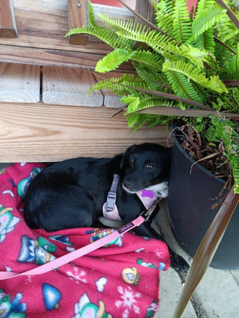 Enlarge Lilly, an adoptable mixed breed in Bartlett, IL image 2/5