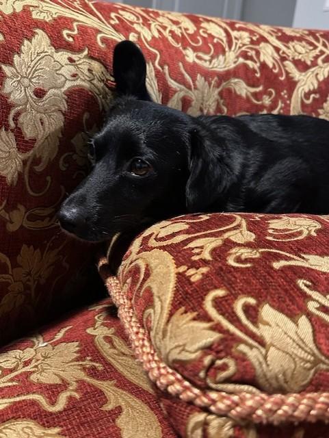 Enlarge Lilly, an adoptable mixed breed in Bartlett, IL image 3/5