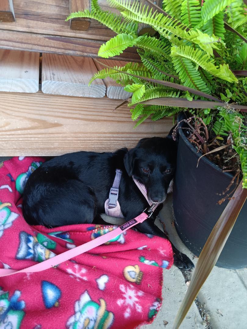 Enlarge Lilly, an adoptable mixed breed in Bartlett, IL image 5/5