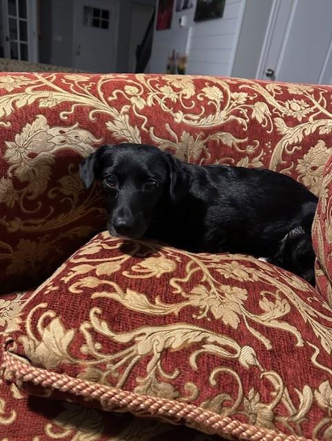 Enlarge Lilly, an adoptable mixed breed in Bartlett, IL image 4/5