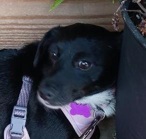 Enlarge Lilly, an adoptable mixed breed in Bartlett, IL image 1/5