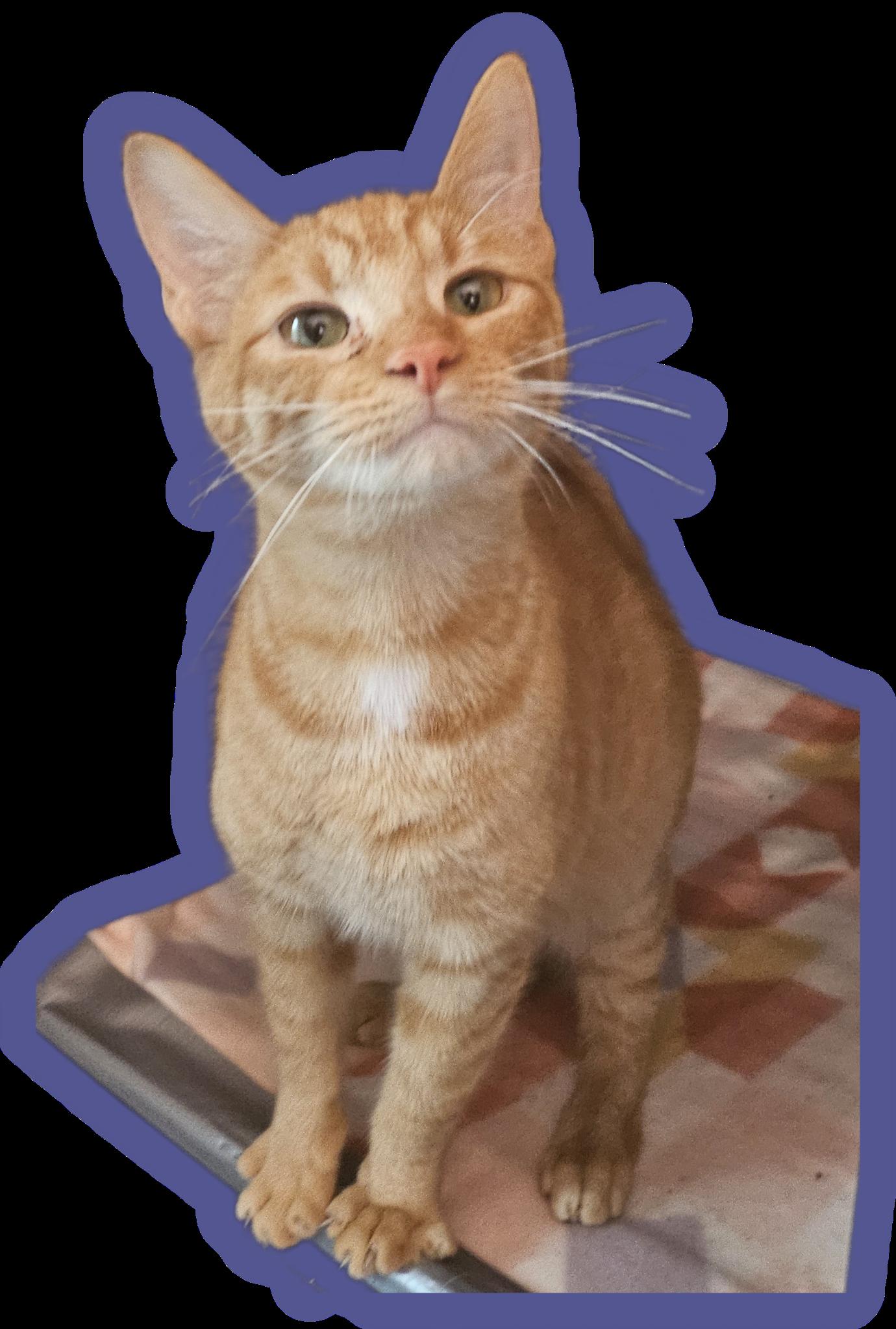 Buttercup, ADOPTABLE, Young Female Domestic Short Hair.