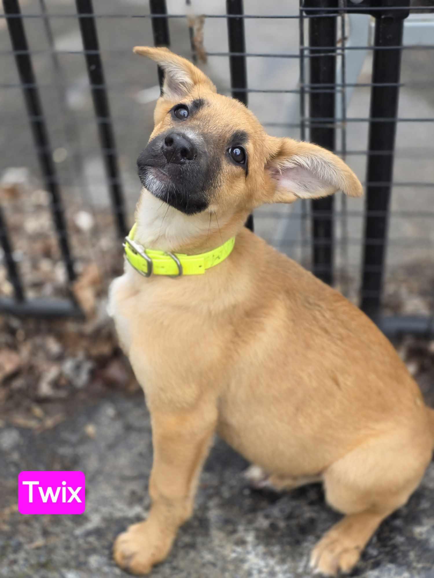 Enlarge Twix (PUPPY), an adopted mixed breed in Greeneville, TN image 3/6