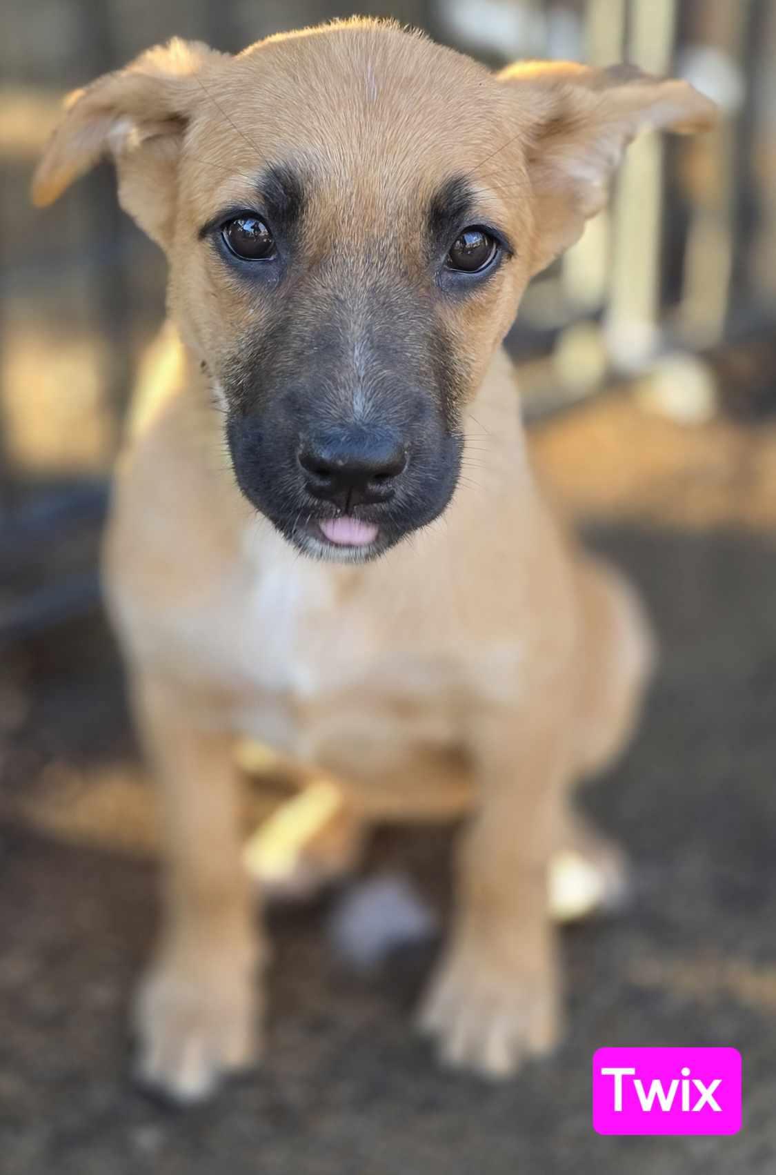 Enlarge Twix (PUPPY), an adopted mixed breed in Greeneville, TN image 4/6