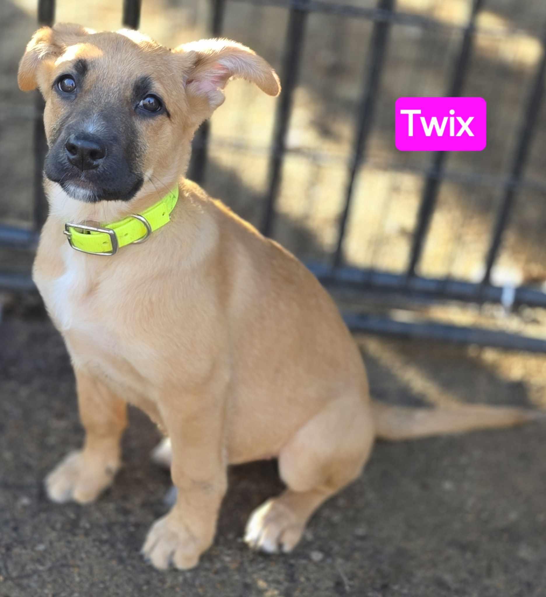Twix (PUPPY), adopted, Puppy Female German Shepherd Dog.