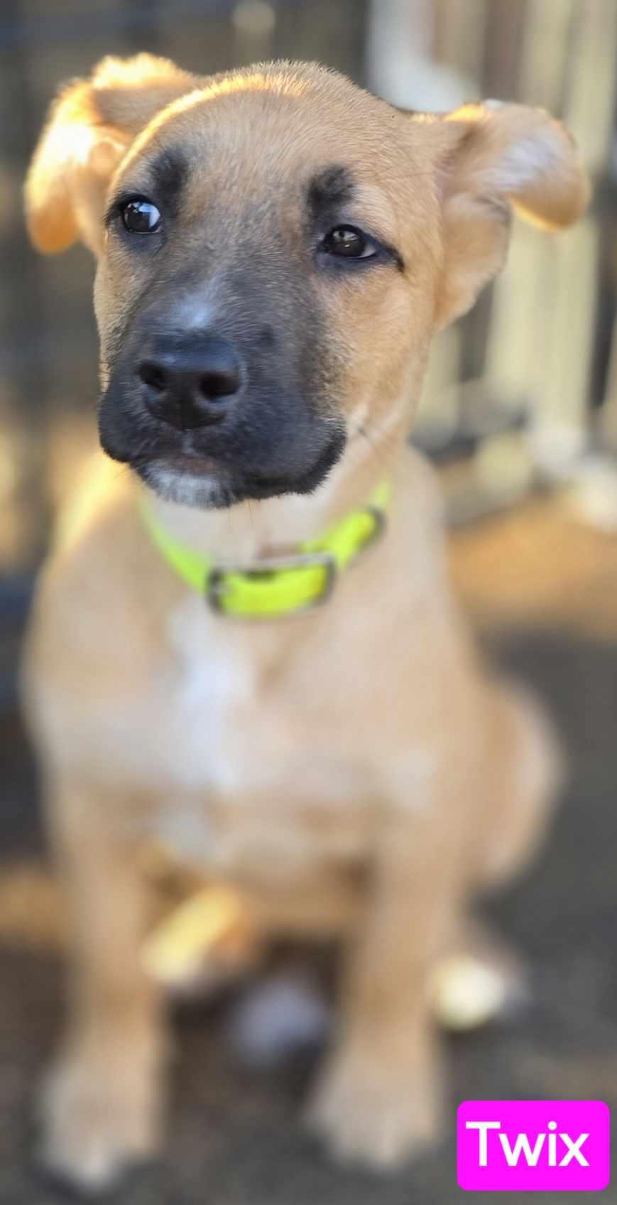 Enlarge Twix (PUPPY), an adopted mixed breed in Greeneville, TN image 6/6