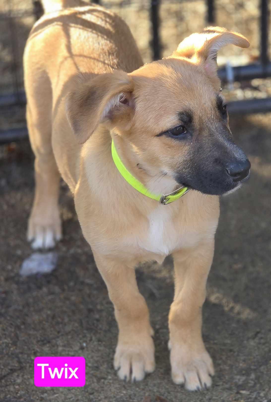 Enlarge Twix (PUPPY), an adopted mixed breed in Greeneville, TN image 5/6
