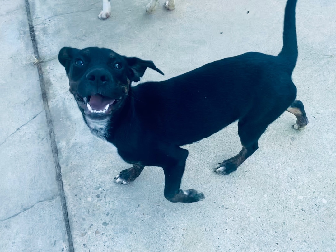 Enlarge Doc, a Adoptable mixed breed in Auburn, AL image 1/6