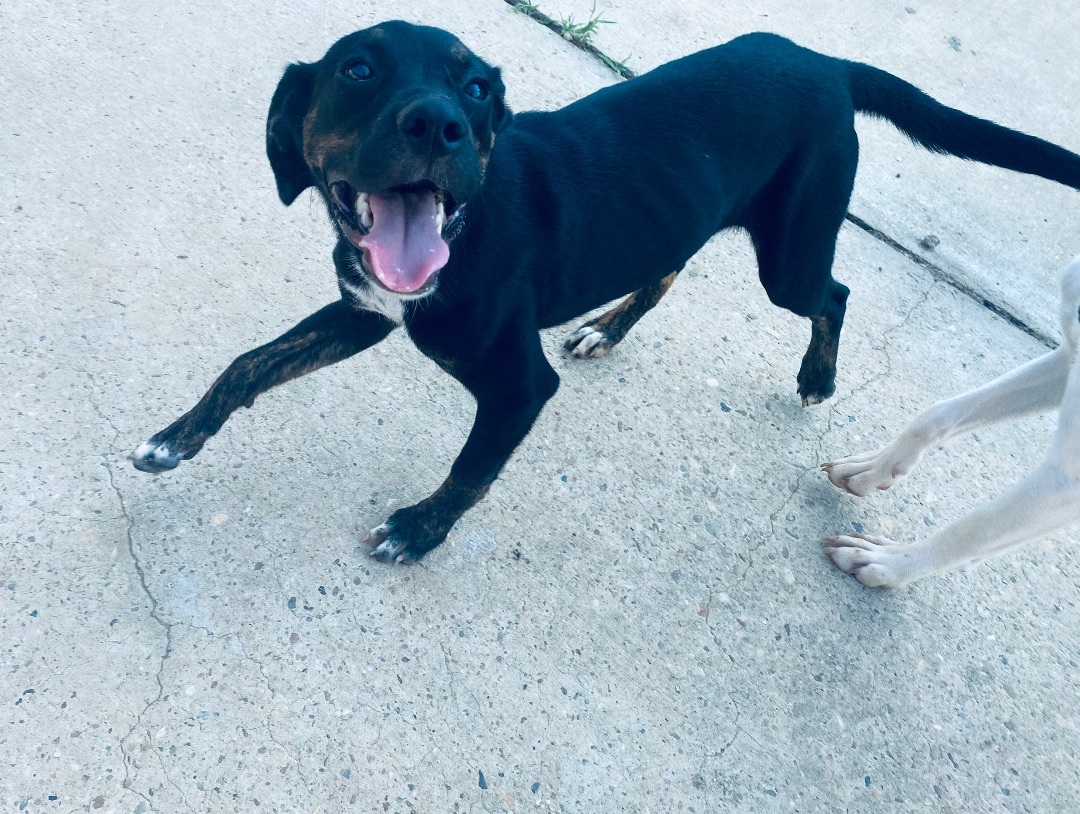 Enlarge Doc, a Adoptable mixed breed in Auburn, AL image 2/6