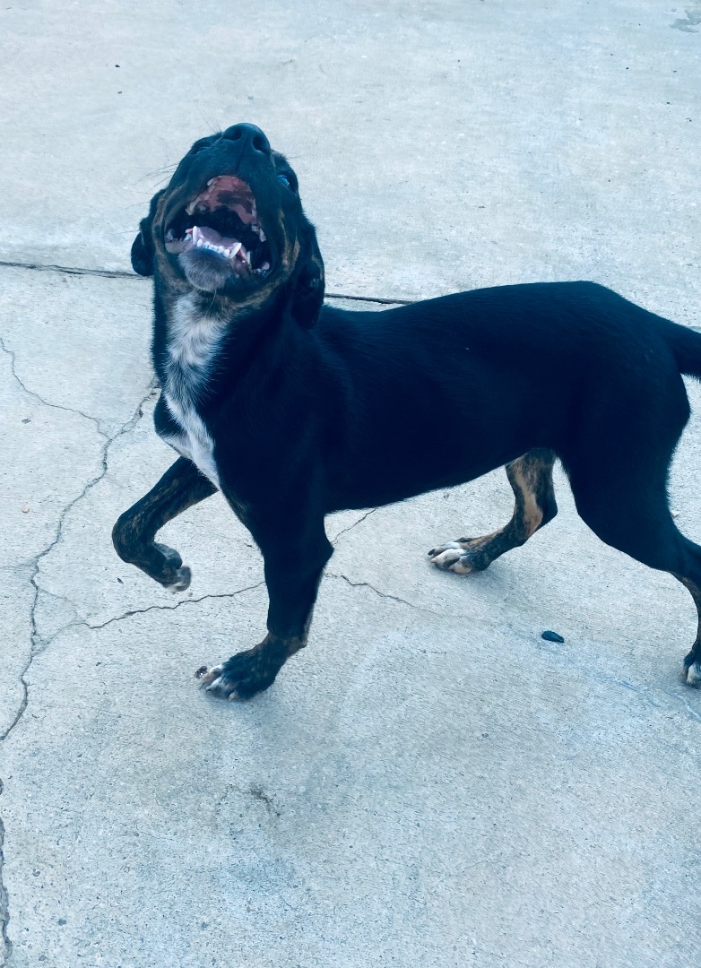 Enlarge Doc, a Adoptable mixed breed in Auburn, AL image 3/6