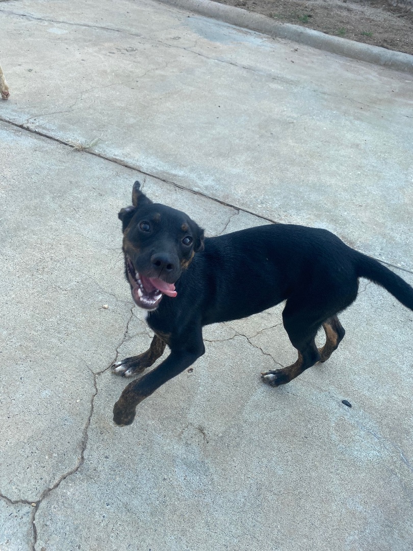 Enlarge Doc, a Adoptable mixed breed in Auburn, AL image 4/6