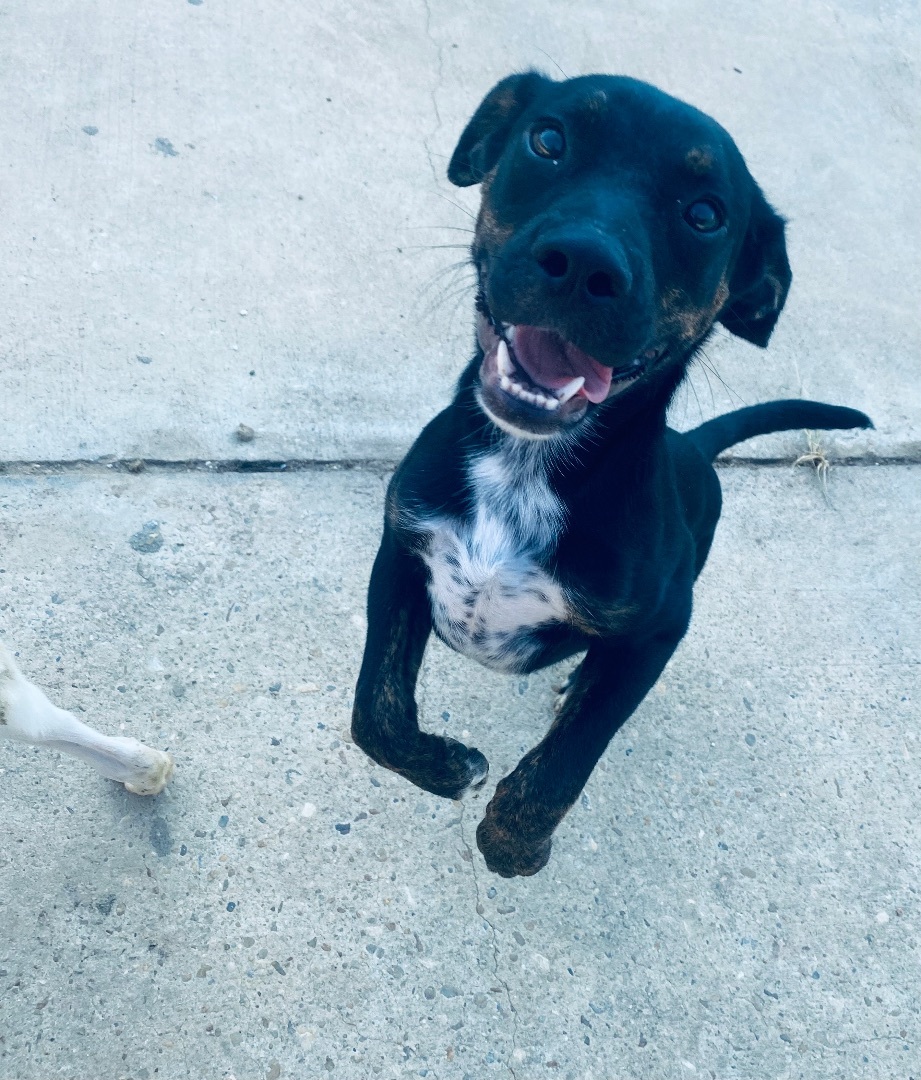 Enlarge Doc, a Adoptable mixed breed in Auburn, AL image 5/6