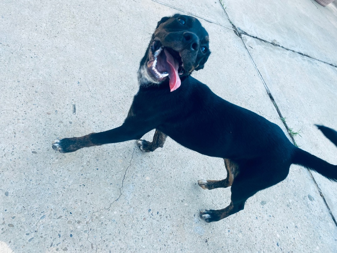 Enlarge Doc, a Adoptable mixed breed in Auburn, AL image 6/6