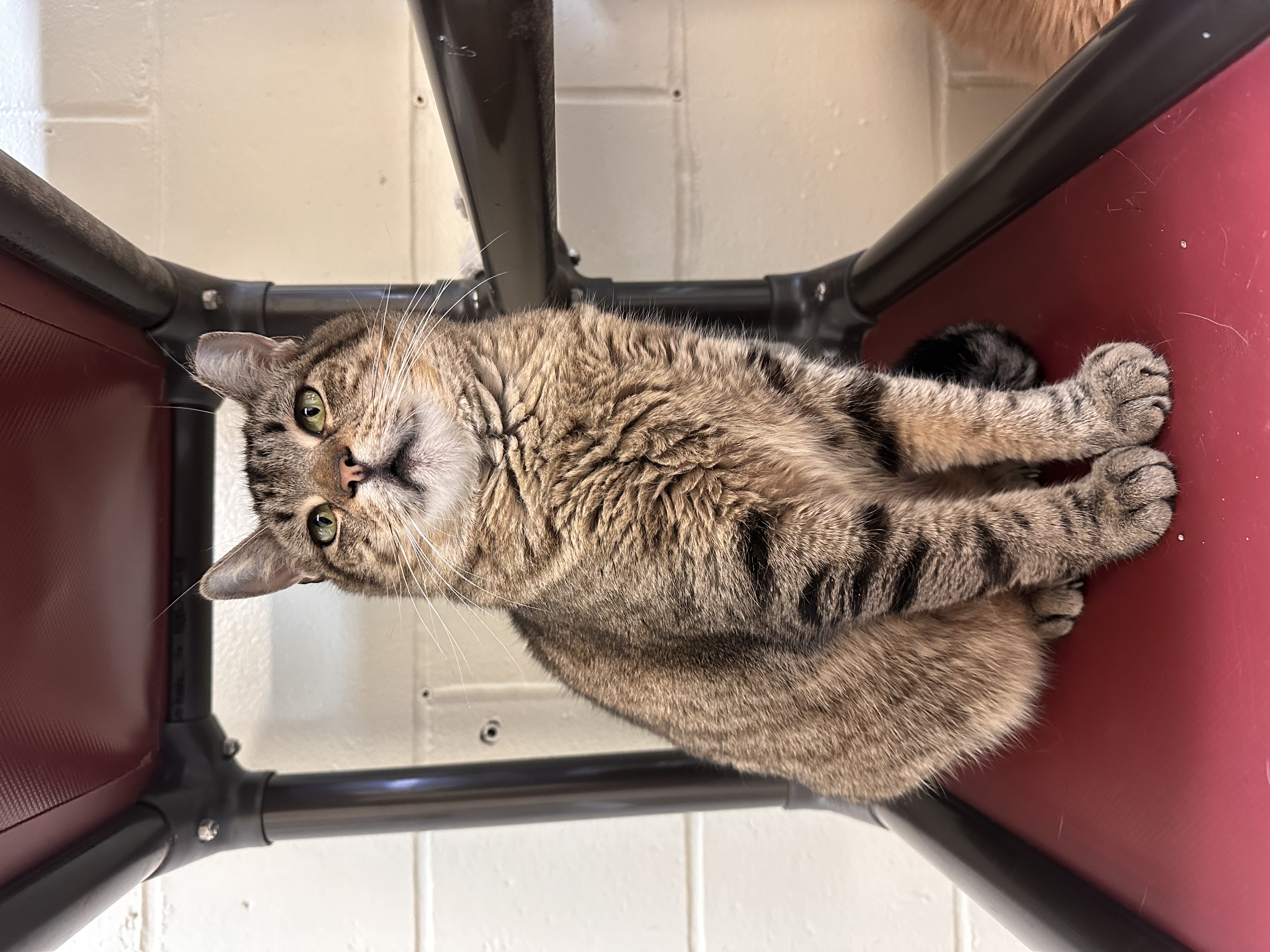 Pepper, Adult Female Domestic Short Hair