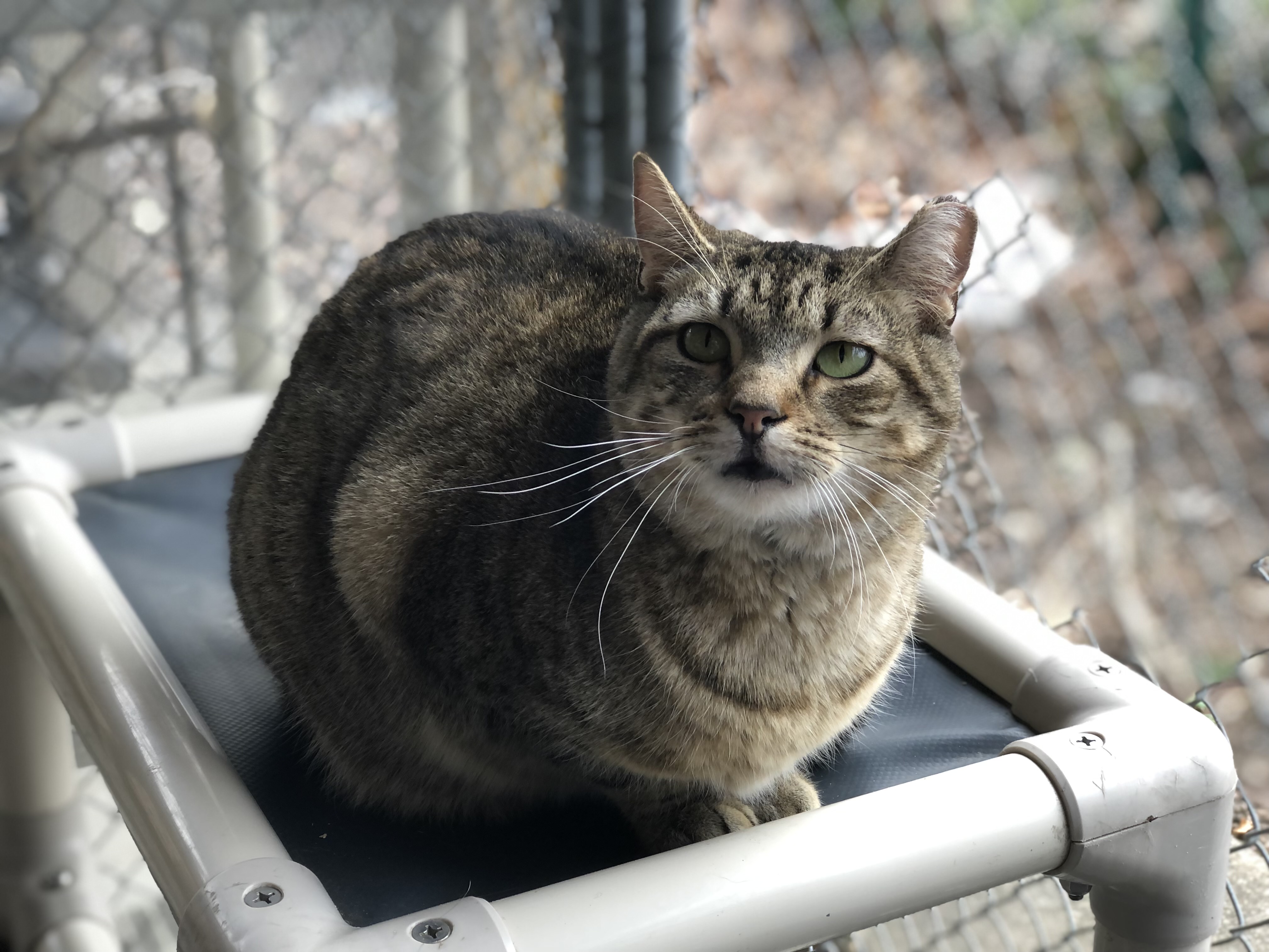 Pepper, a Adoptable Domestic Short Hair in East Northport, NY image 2/3