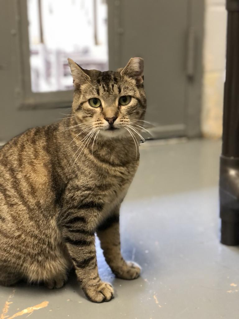 Pepper, a Adoptable Domestic Short Hair in East Northport, NY image 3/3