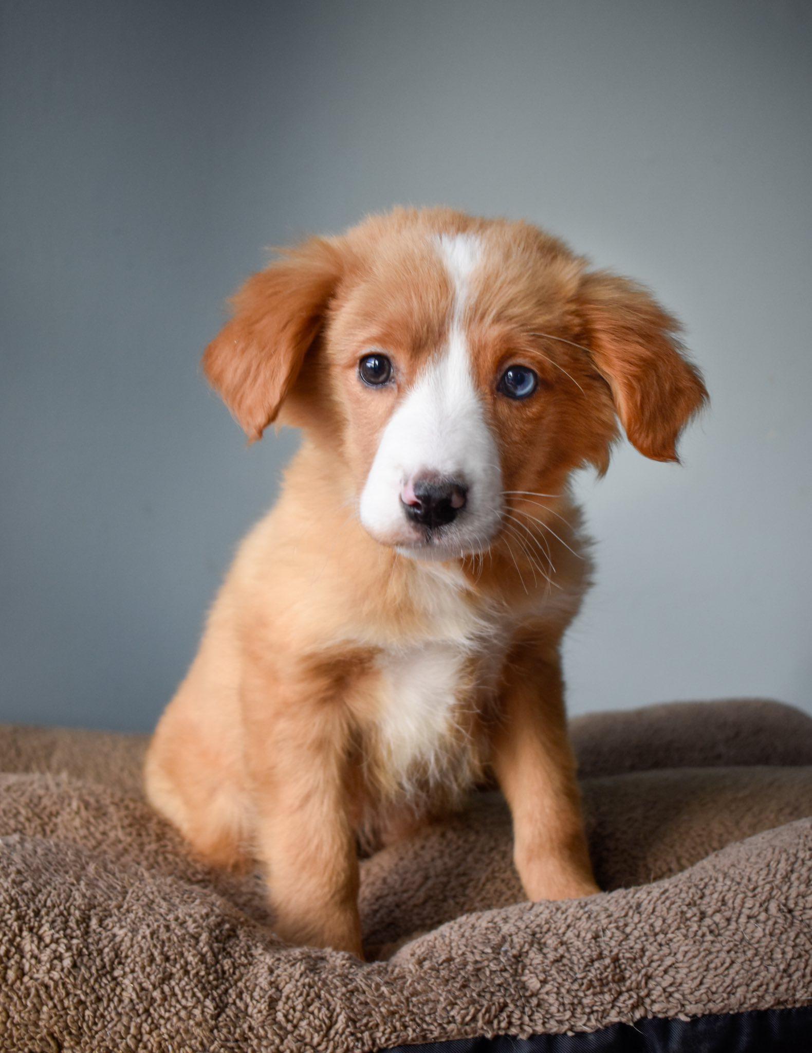 Goulash, ADOPTABLE, Puppy Male Mixed Breed.