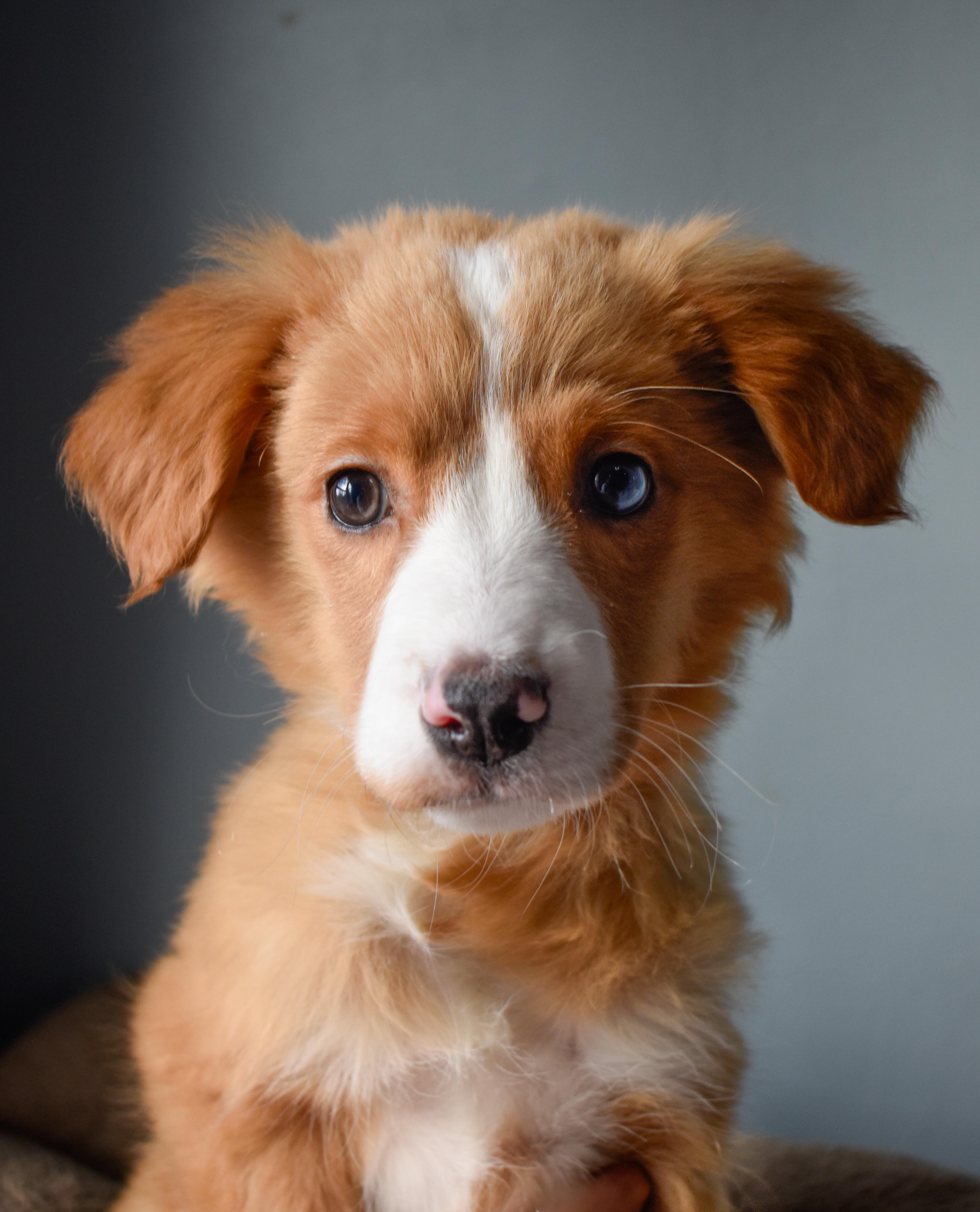 Goulash, a ADOPTABLE Mixed Breed in Indianapolis, IN image 3/4