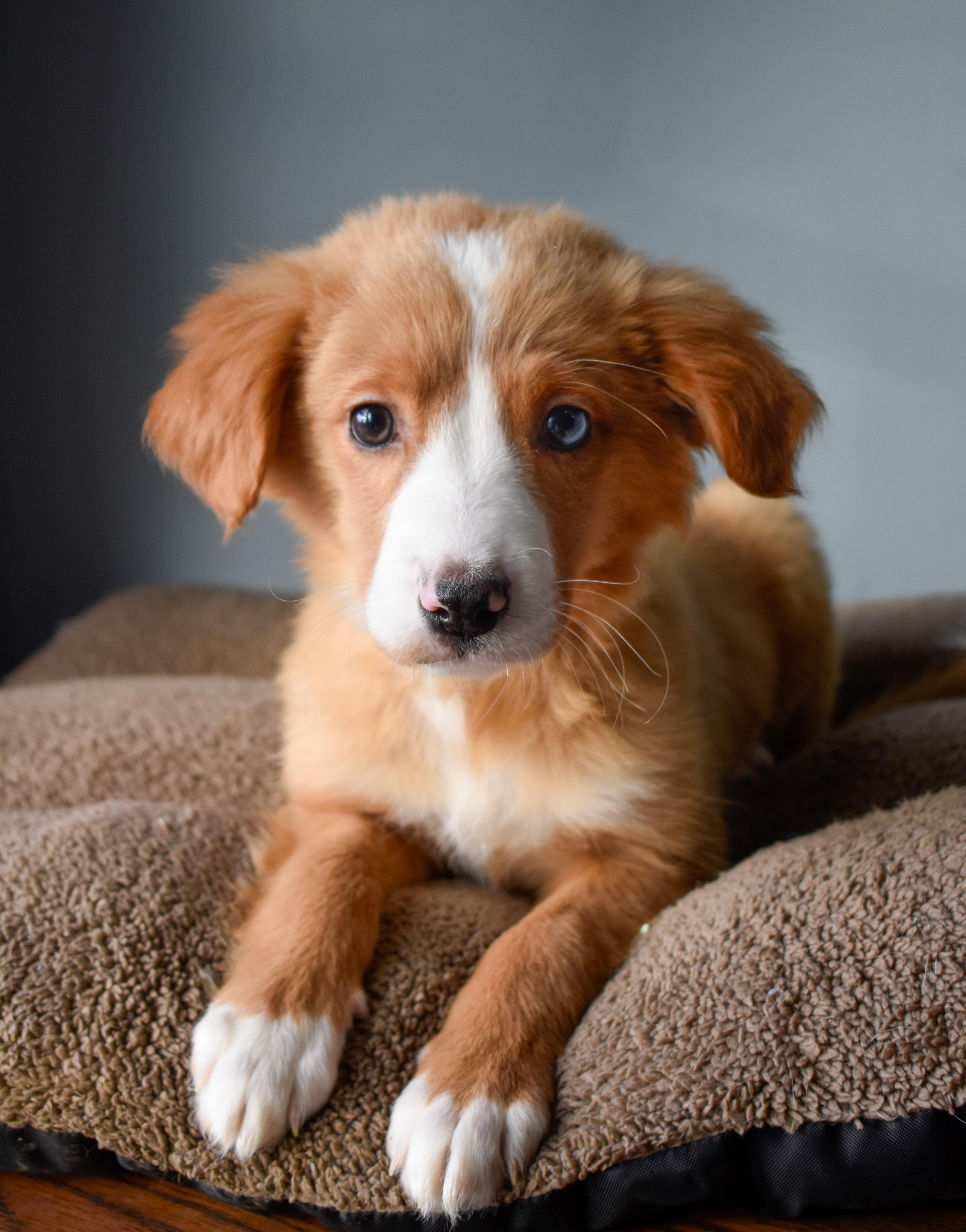 Goulash, a ADOPTABLE Mixed Breed in Indianapolis, IN image 2/4
