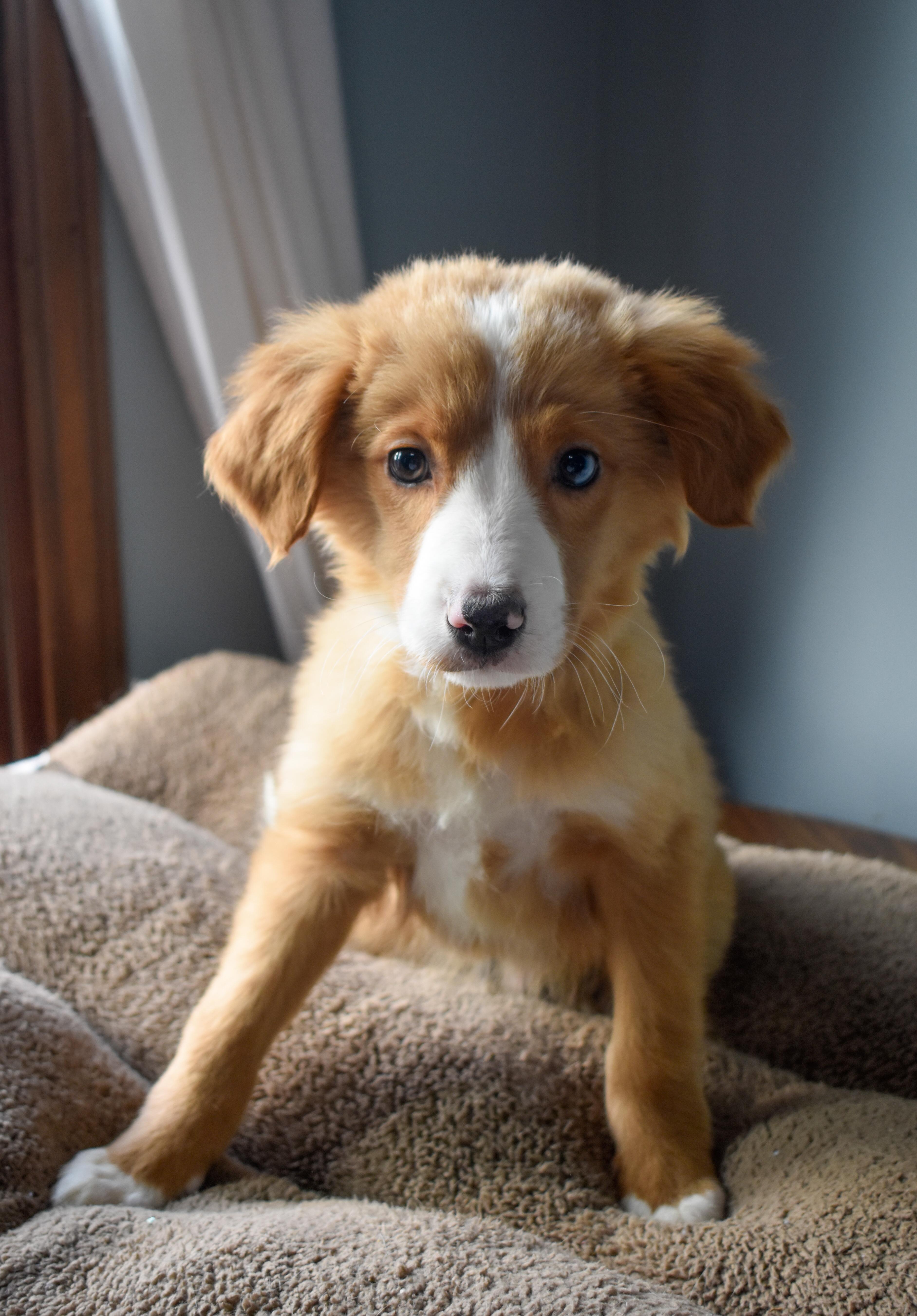 Goulash, a ADOPTABLE Mixed Breed in Indianapolis, IN image 4/4