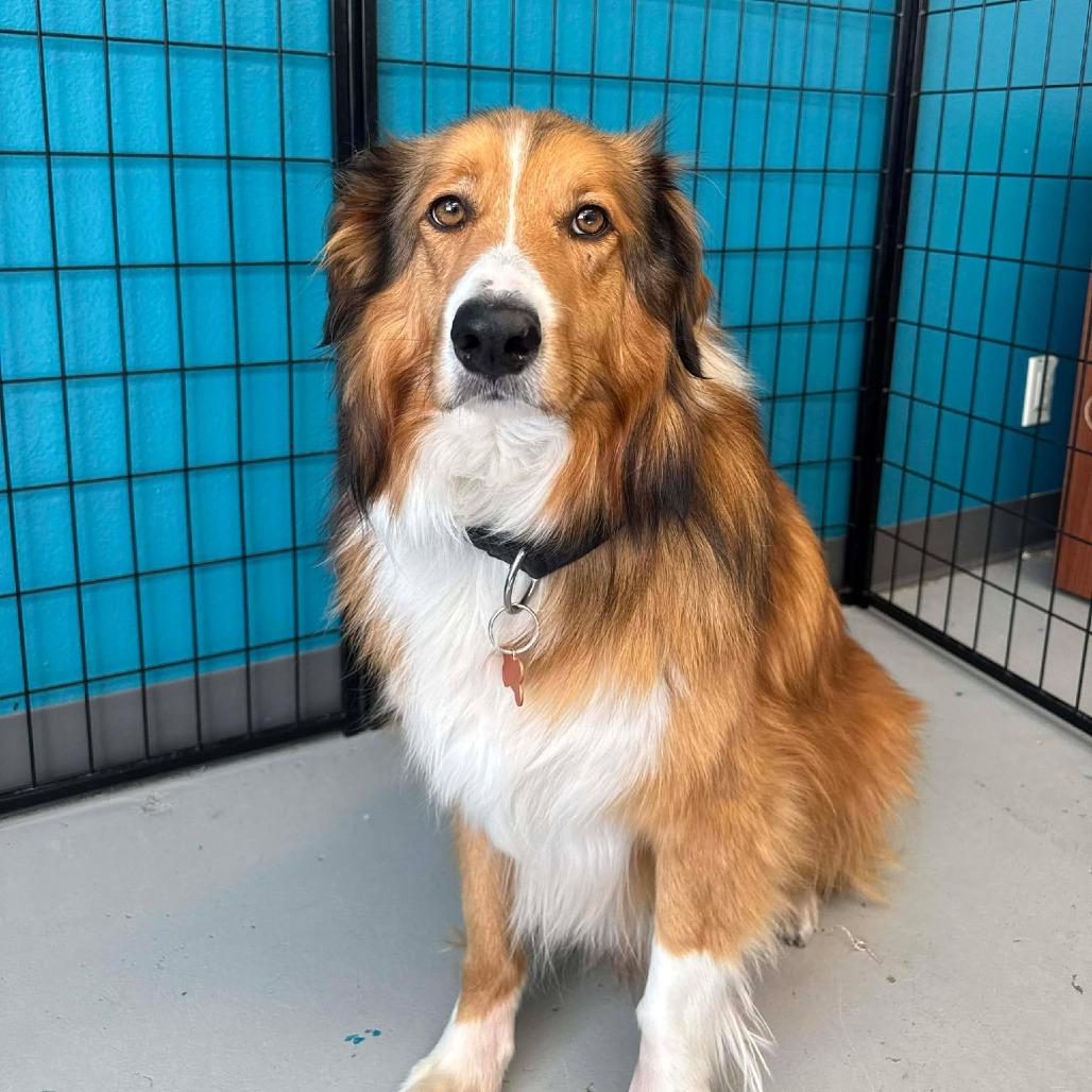 Gus, Adoptable, Adult Male English Shepherd.