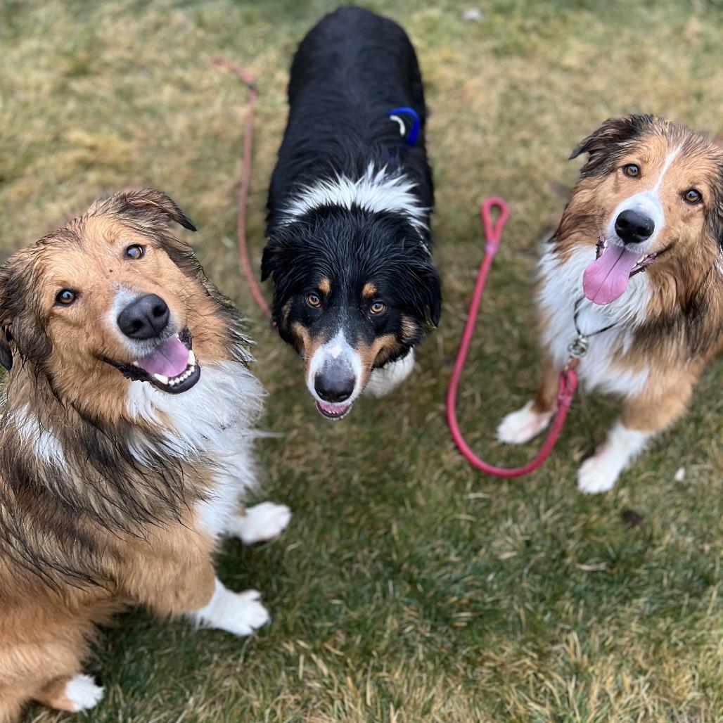 Enlarge Gus, a Adoptable English Shepherd in Bend, OR image 2/6