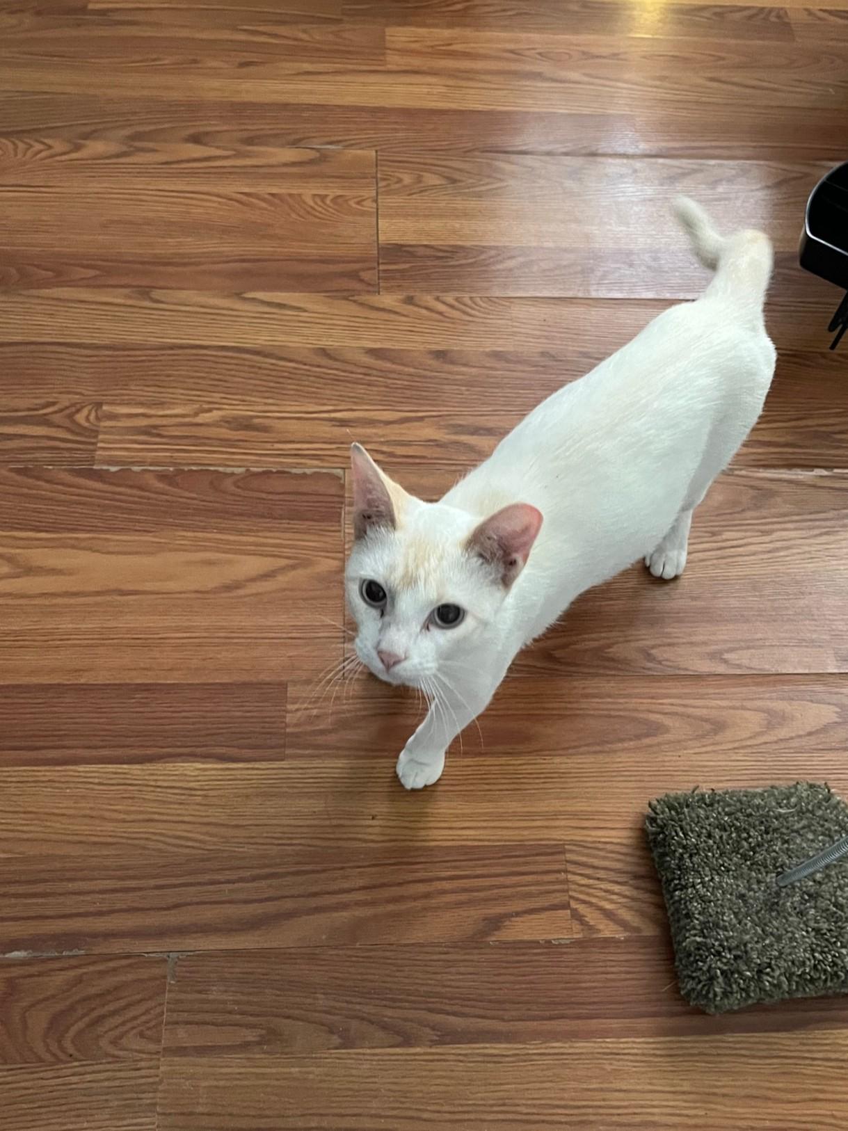 Vanilla ~ Foster or Adopter needed, a Adoptable Domestic Short Hair in Avon Park, FL image 1/4